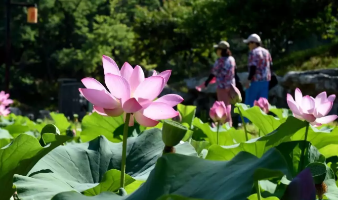 Opening of the 28th Yuanmingyuan Lotus Festival with the theme of "Lotus Not"